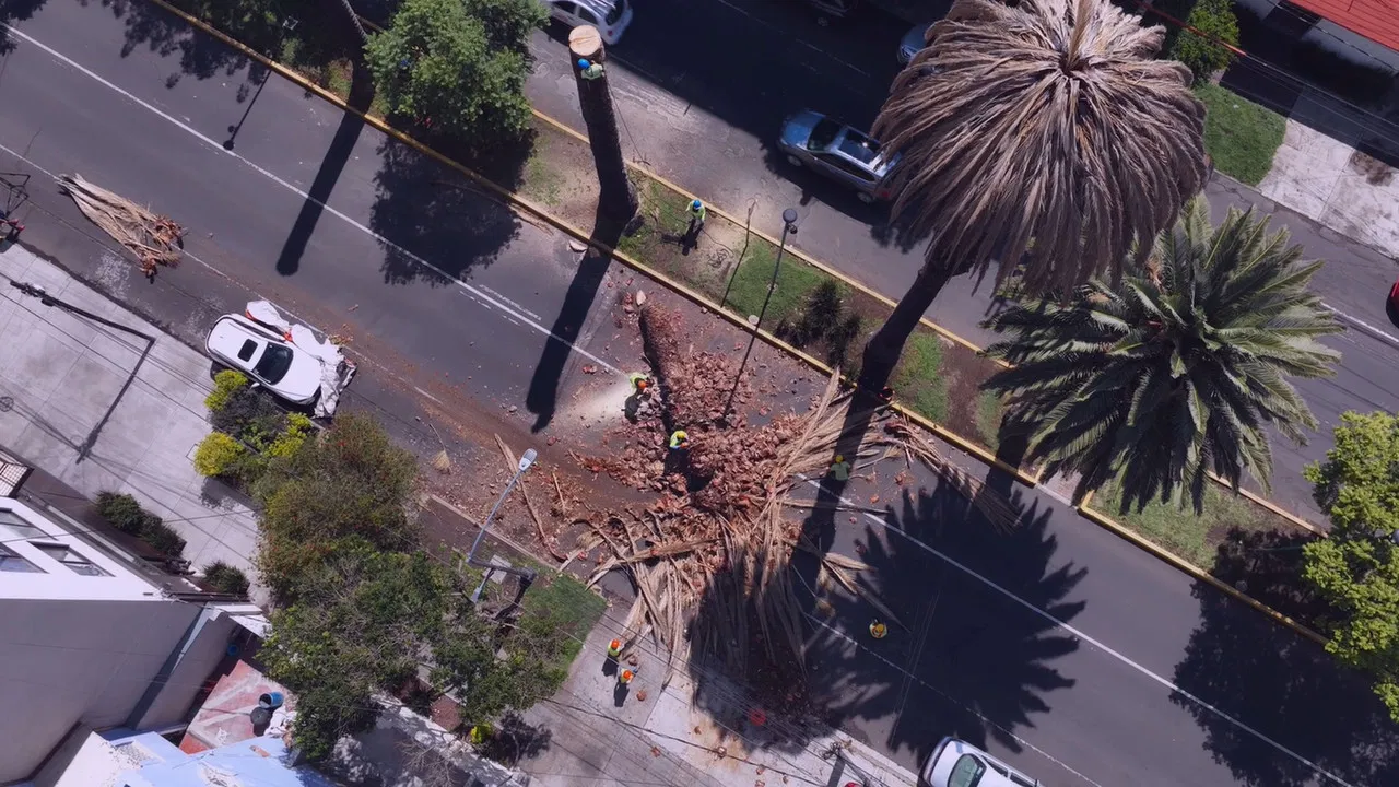 La sombra de las palmeras backdrop