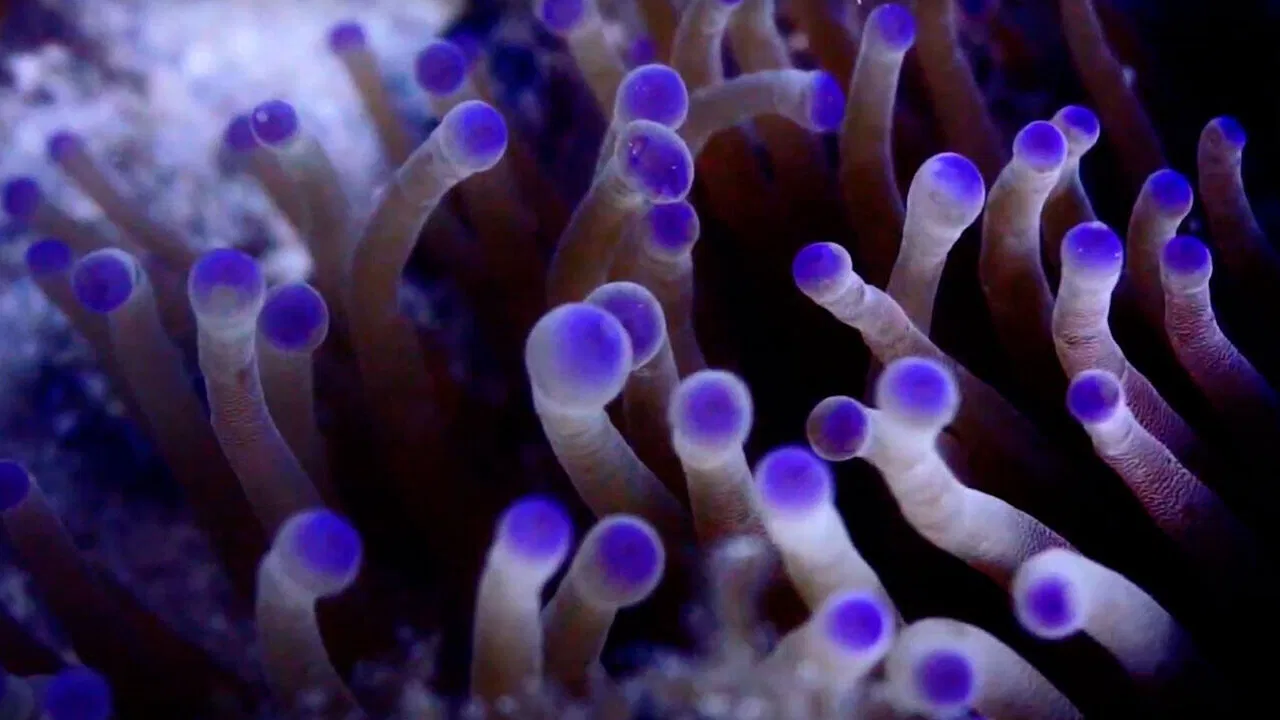 Pueblos de Arrecife backdrop