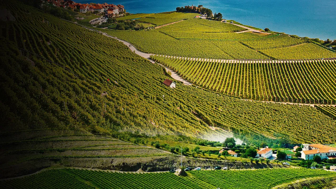 Worldwide Wine Civiliziations backdrop