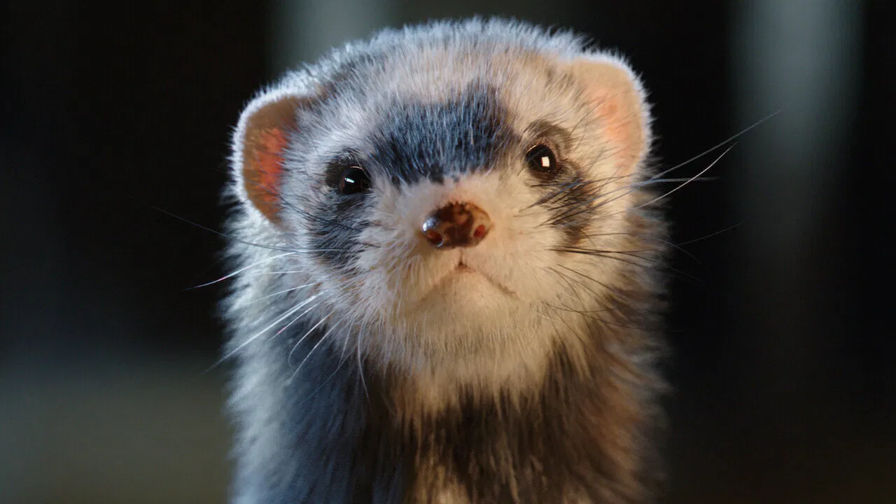 Joy of Fatherhood backdrop