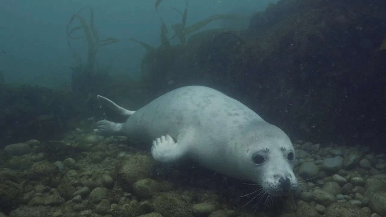 Grey Seals: A Journey of Survival backdrop