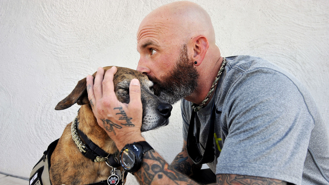 Dogs of War backdrop