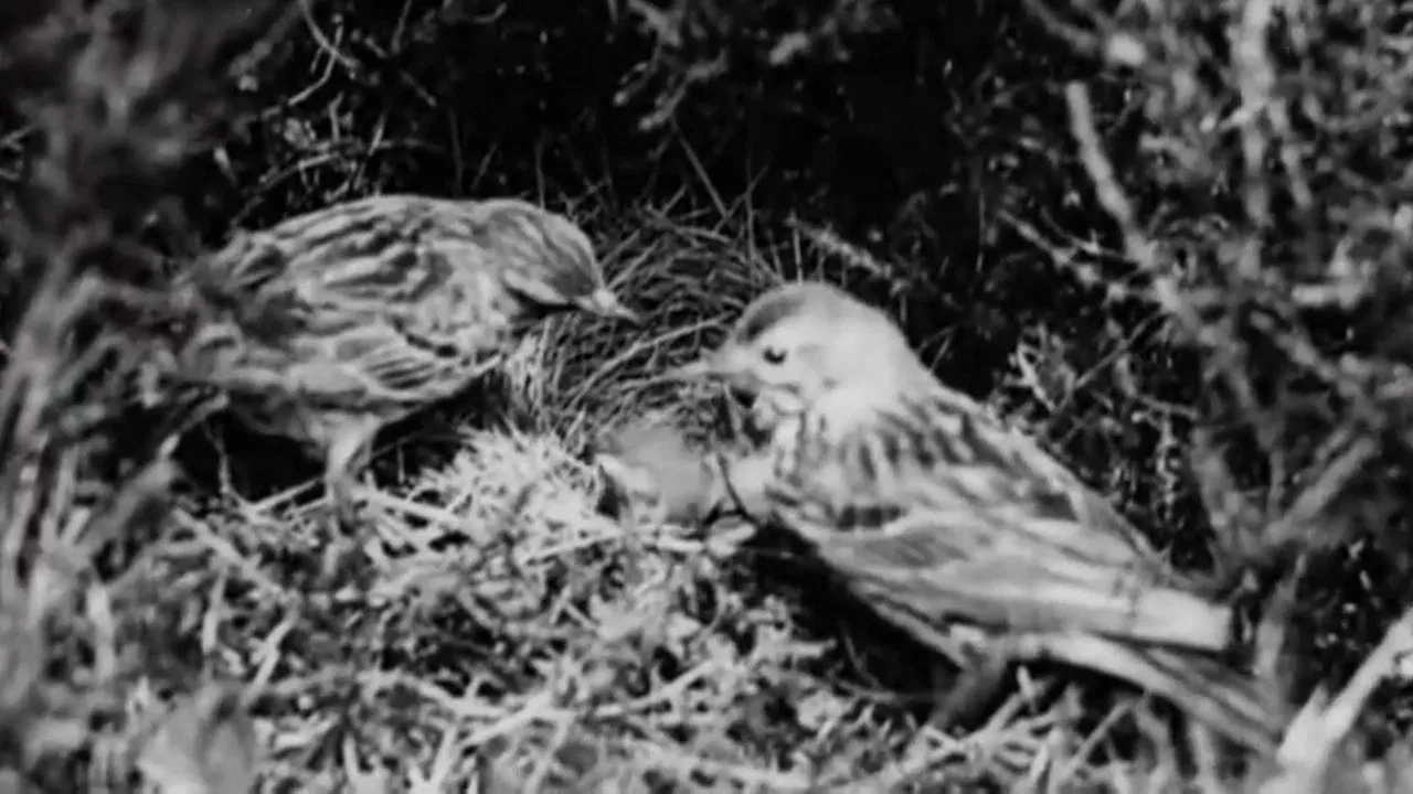 The Cuckoo's Secret backdrop