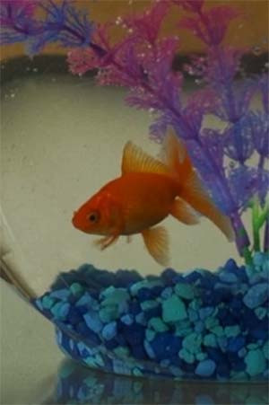 Herminio el Pez photo