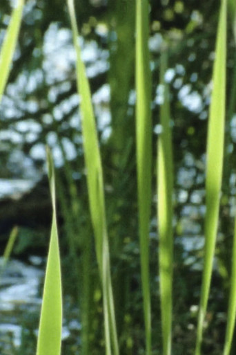 Wasserpflanzen poster