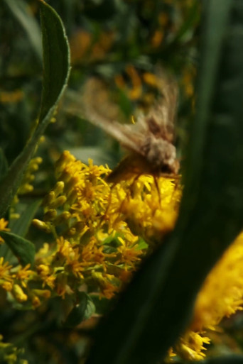 You are new November, old in eternal change poster