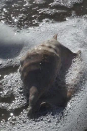 re-c(O)unting I. self-exploring bodies, stories, laboratories poster