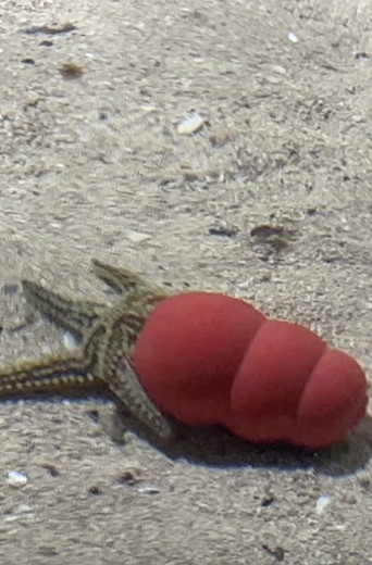 Atlantaquaria poster