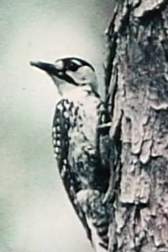 Natural History poster