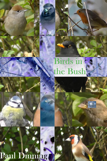 Birds in the Bush poster