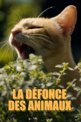 La défonce des animaux poster