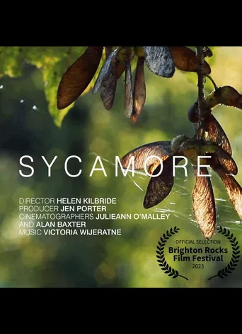 Sycamore poster