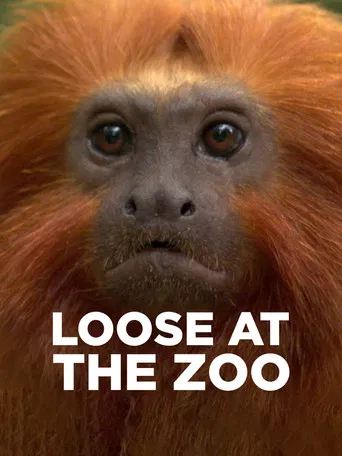 Loose at the Zoo poster