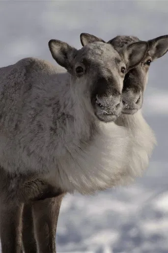 Caribou Nation poster