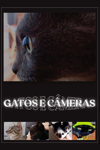 Gatos e Câmeras poster