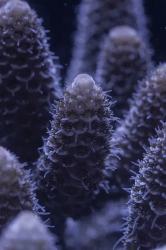 For the Love of Corals poster