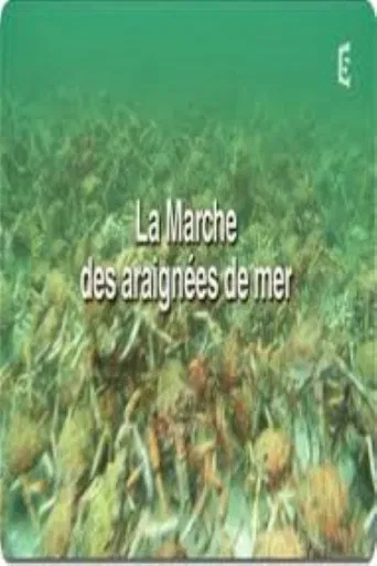 La marche des araignées de mer poster