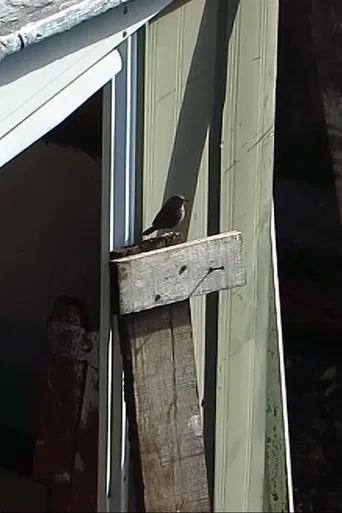 Jardín de piedra poster