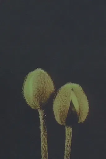 Lin­naeus’ Flow­er Clock poster