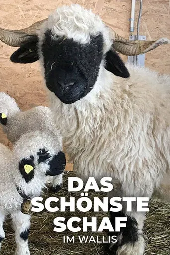 Das schönste Schaf im Wallis poster