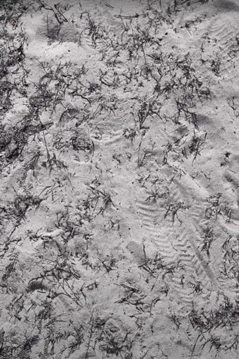 Seeds (Sketch 1) poster