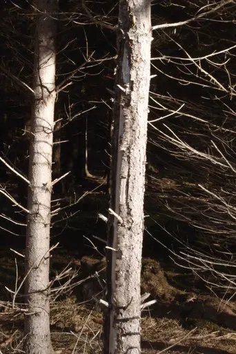 Recreational Forest poster