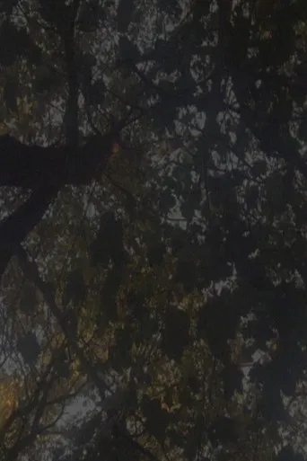 Not as Old as the Trees poster