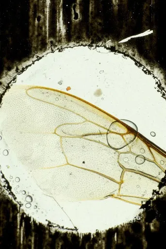 Hasta el cementerio de Flores poster