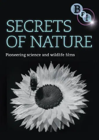 Brewster's Magic poster