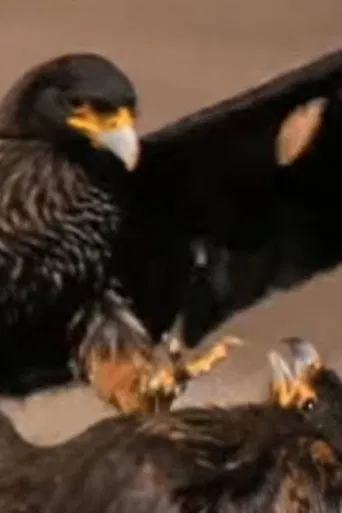 Falklands: Flying Devils poster