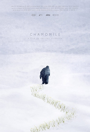 Chamomile poster