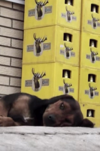 Down on the Corner poster