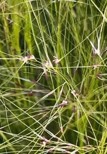 Dreams Reveal a Weightless World poster