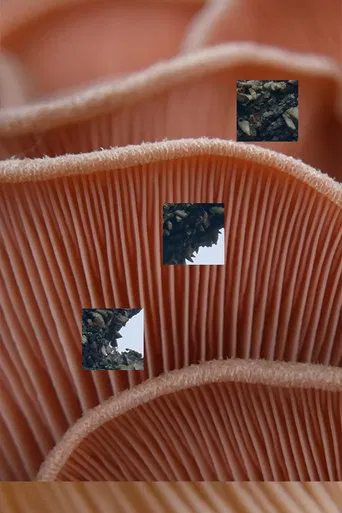 Fruitful Decay poster