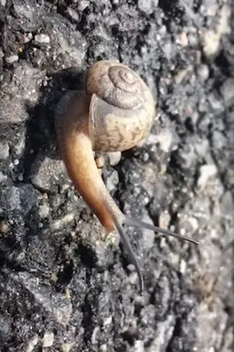 Hong Sangsoo – Winner of the Silver Bear for Best Screenplay poster