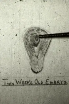 The Creation Of Life poster