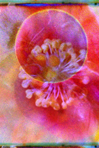 El nido del Sol poster