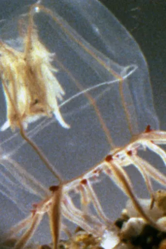 A Small Hydromedusan: Polyorchis Haplus poster