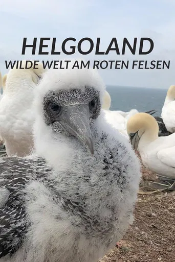 Helgoland - Wilde Welt am roten Felsen poster