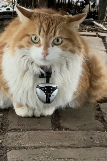 Must Have Meant poster