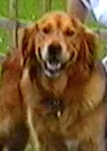 Puffin & Holly poster