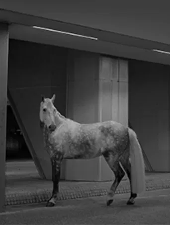 Cornered Star poster