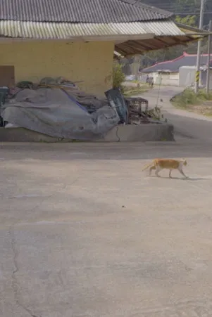 A House with Two Yards poster