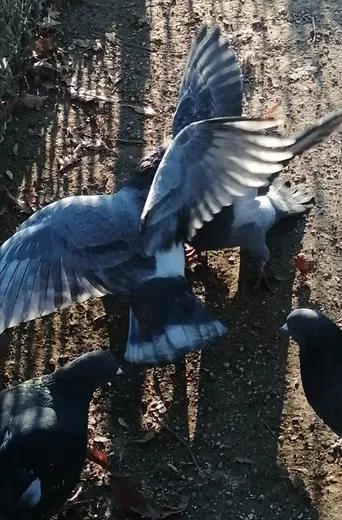 I Saw Mockingbirds laughing under the sun of Valence poster