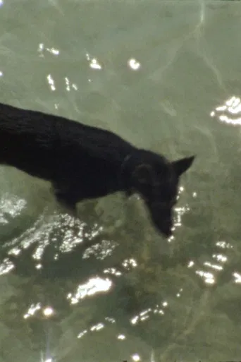 Spielende Hunde poster