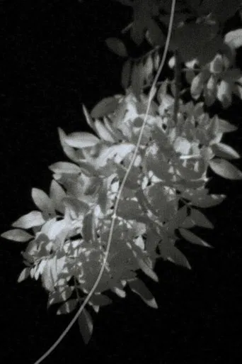 The Eyes of Summer poster