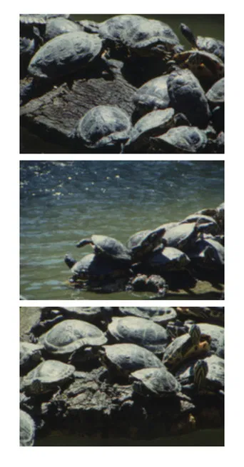 Tartarughe d’acqua poster