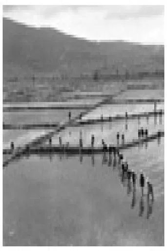 The Rule of Rice poster