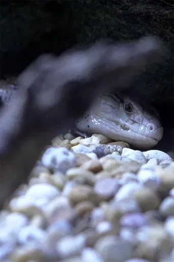 Shadow and Act poster