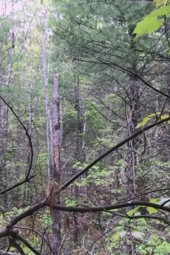 Millstone Woods May 2018 poster